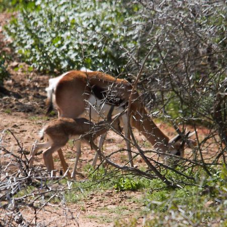 Zwartberg View Mountain Lodge Oudtshoorn Bagian luar foto