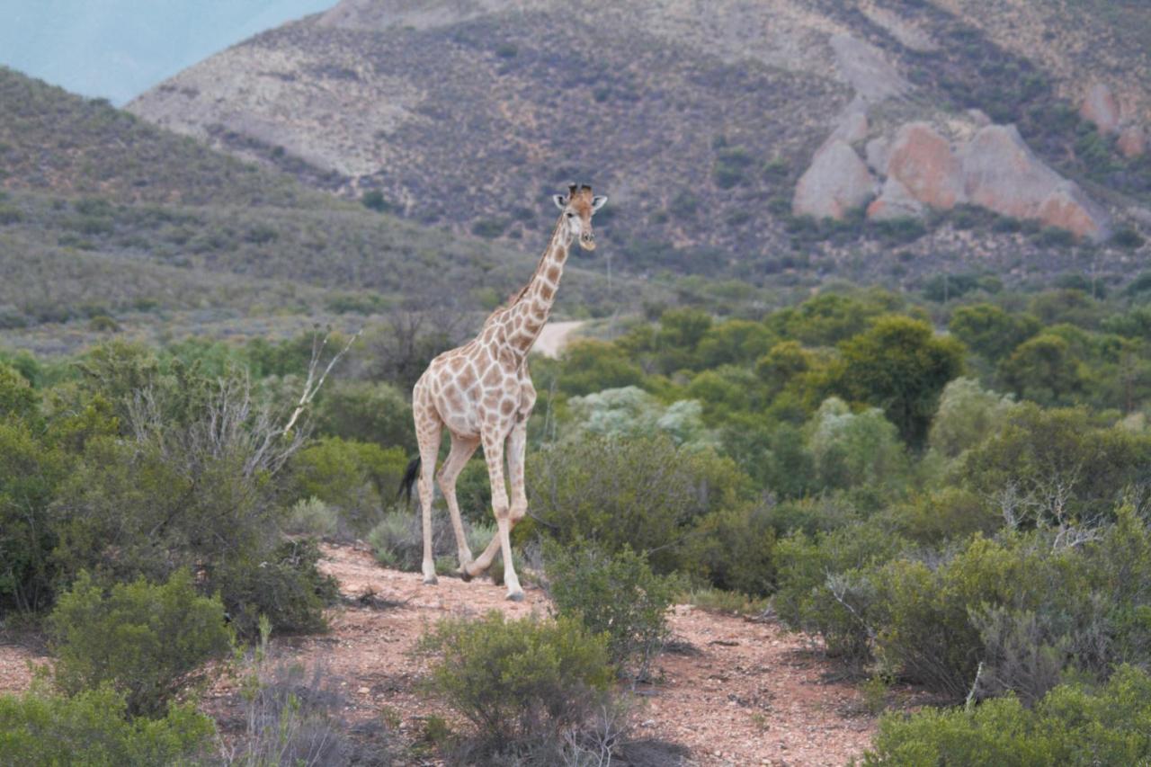 Zwartberg View Mountain Lodge Oudtshoorn Bagian luar foto