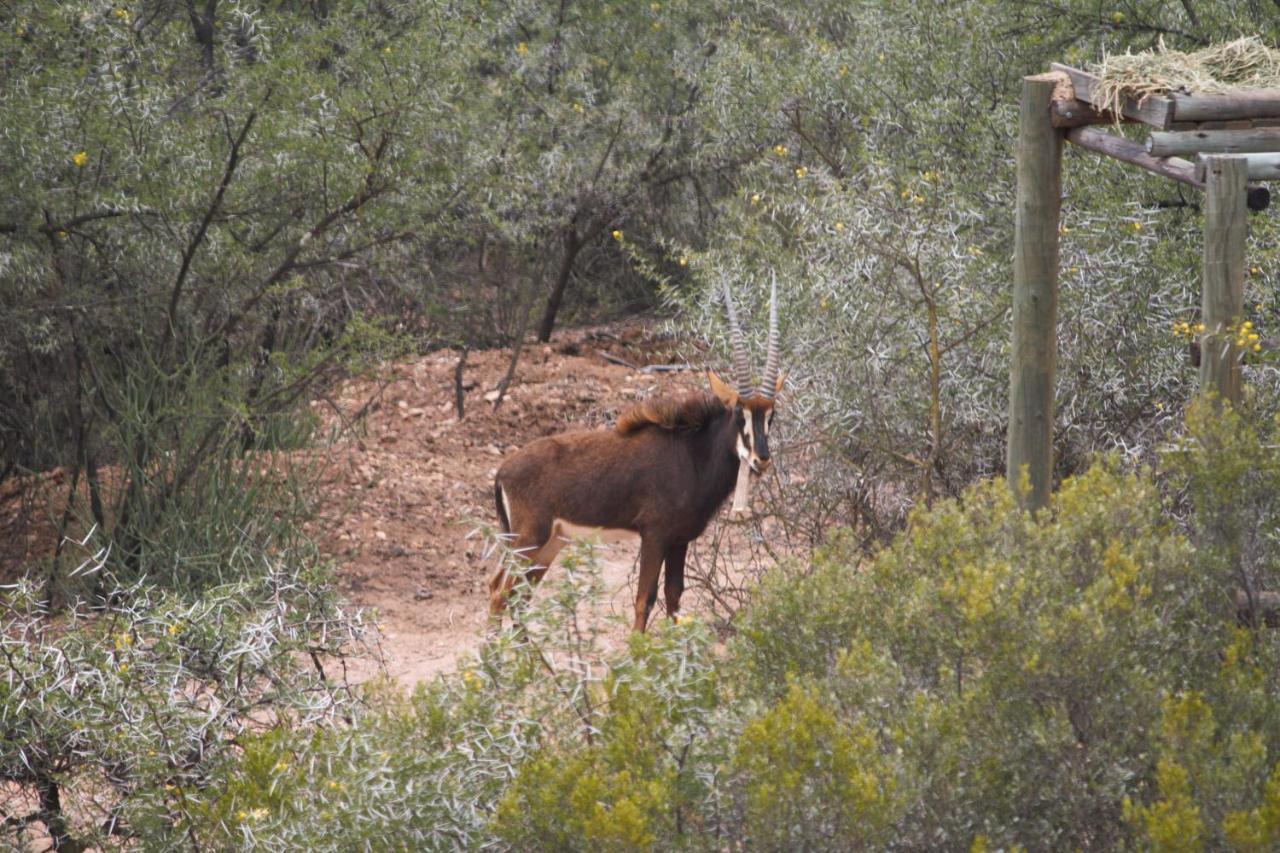 Zwartberg View Mountain Lodge Oudtshoorn Bagian luar foto