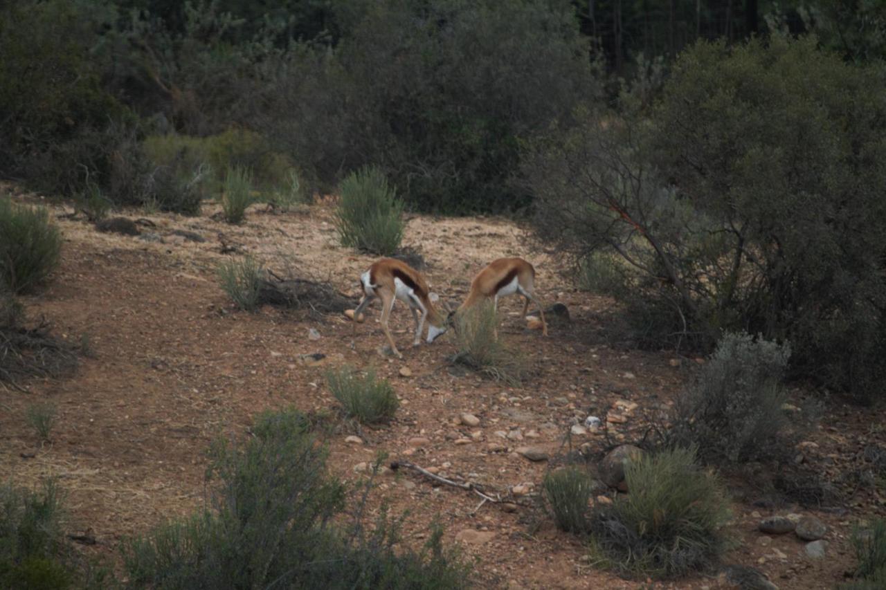Zwartberg View Mountain Lodge Oudtshoorn Bagian luar foto