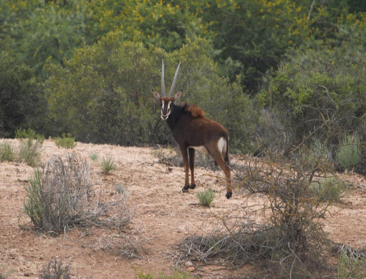 Zwartberg View Mountain Lodge Oudtshoorn Bagian luar foto