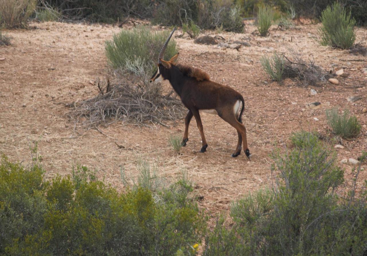 Zwartberg View Mountain Lodge Oudtshoorn Bagian luar foto