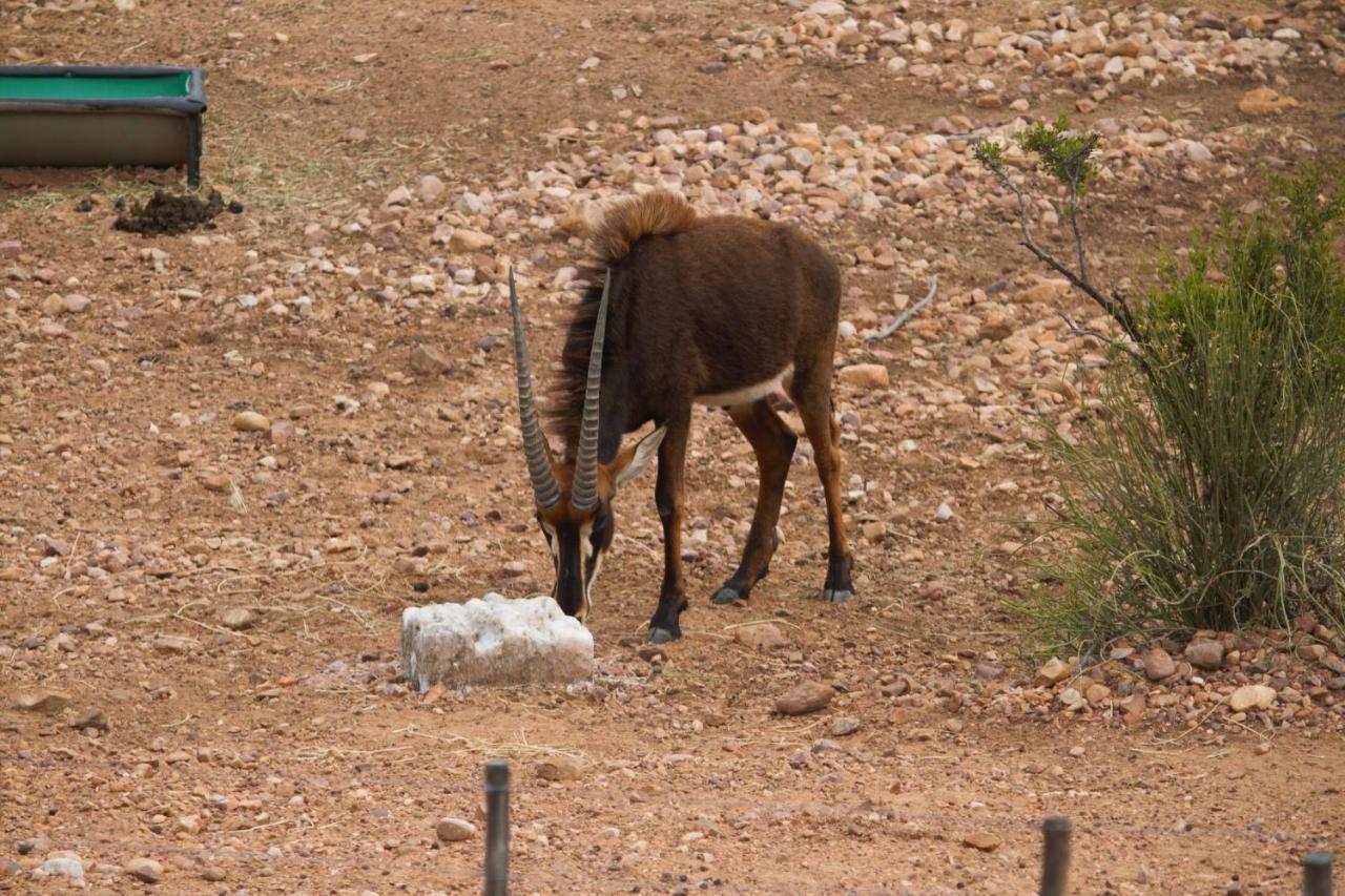 Zwartberg View Mountain Lodge Oudtshoorn Bagian luar foto