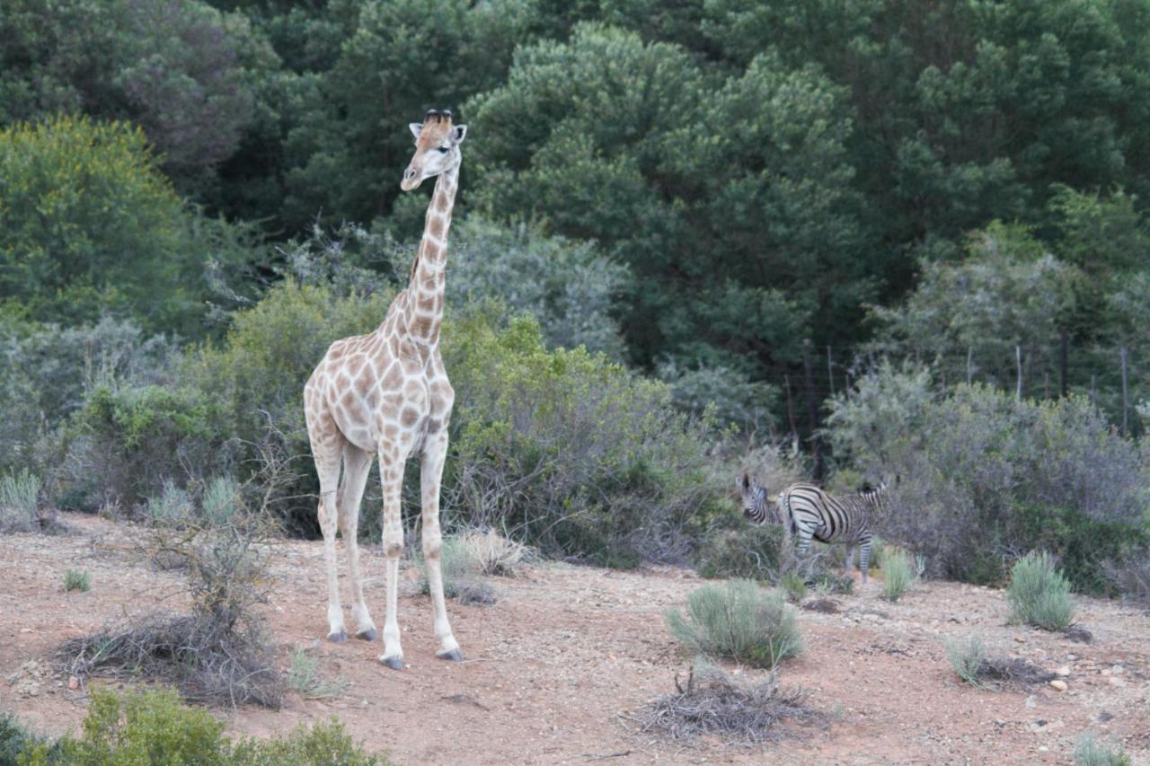 Zwartberg View Mountain Lodge Oudtshoorn Bagian luar foto