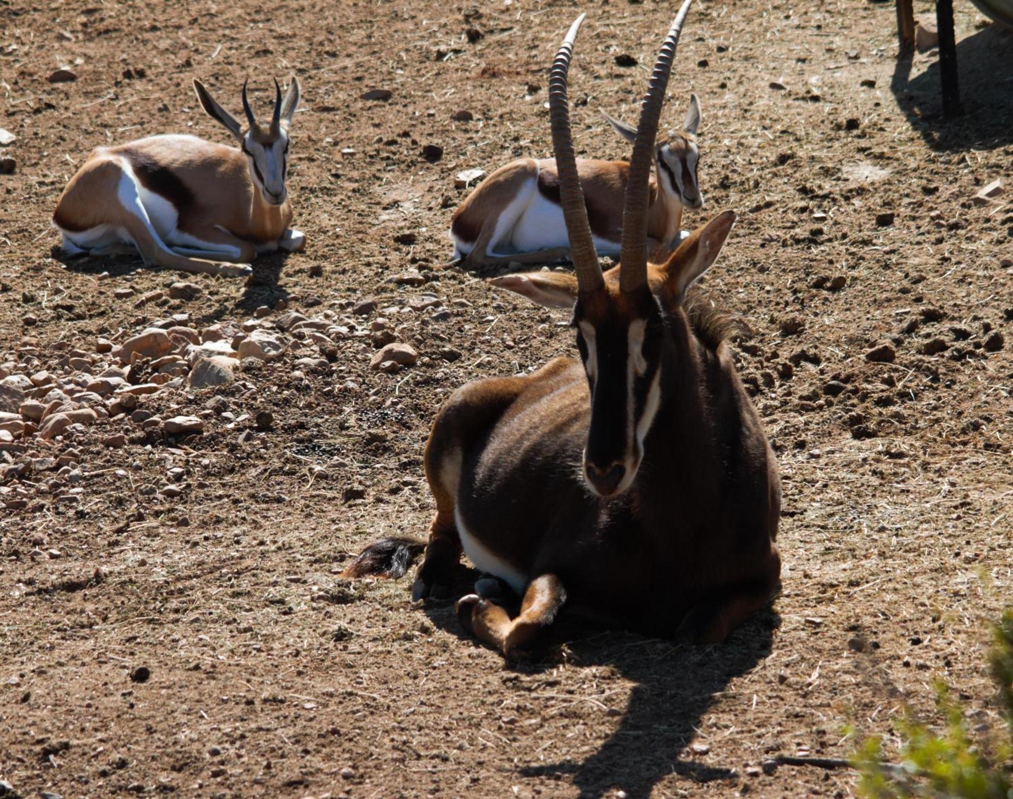 Zwartberg View Mountain Lodge Oudtshoorn Bagian luar foto