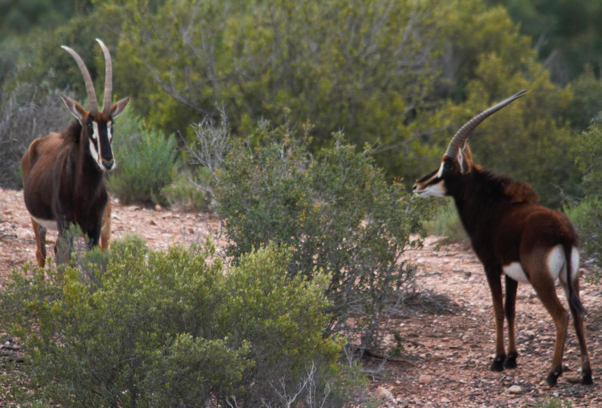Zwartberg View Mountain Lodge Oudtshoorn Bagian luar foto