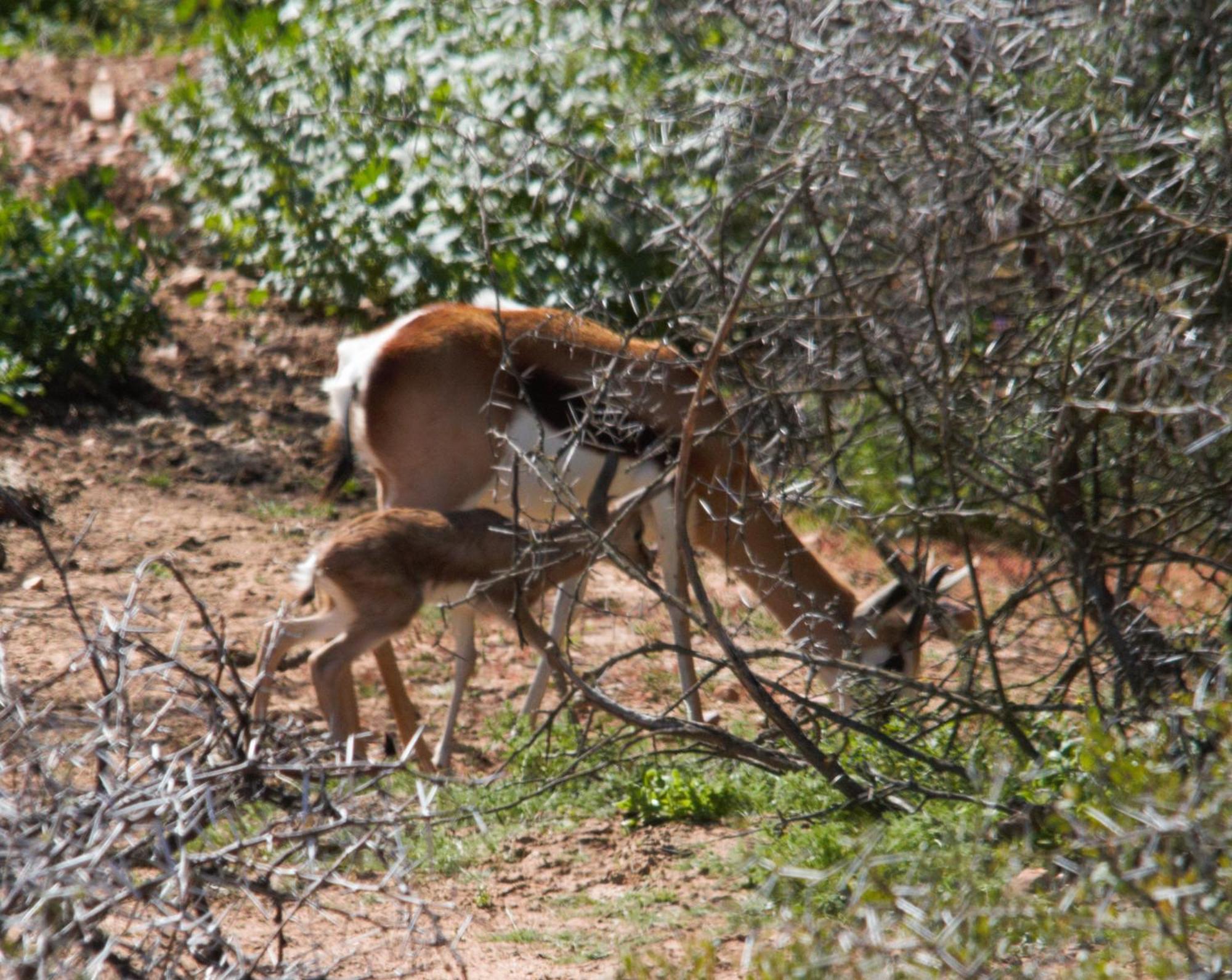 Zwartberg View Mountain Lodge Oudtshoorn Bagian luar foto