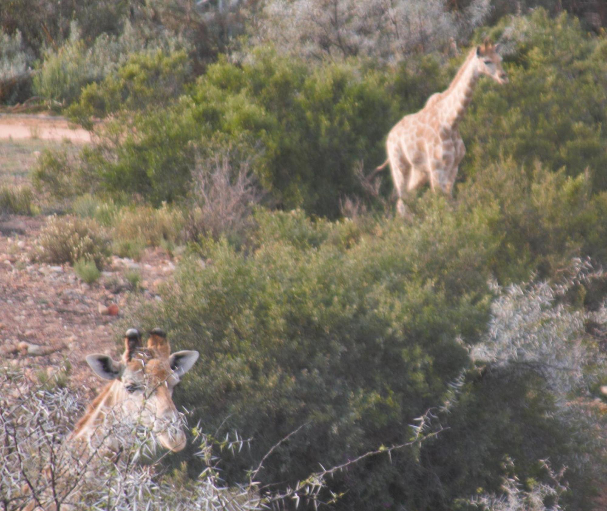 Zwartberg View Mountain Lodge Oudtshoorn Bagian luar foto