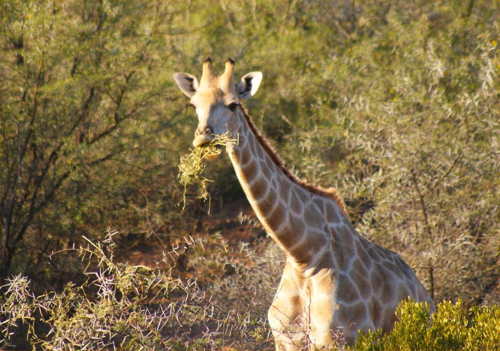 Zwartberg View Mountain Lodge Oudtshoorn Bagian luar foto